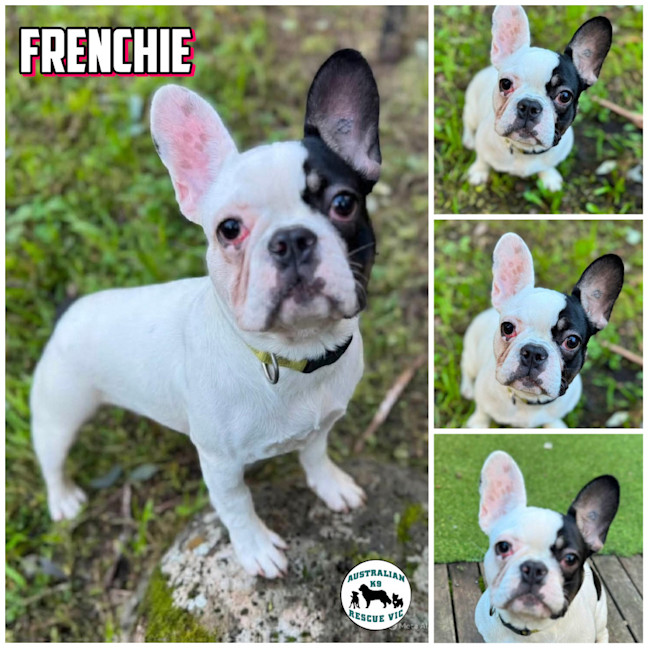 Photo of Frenchie