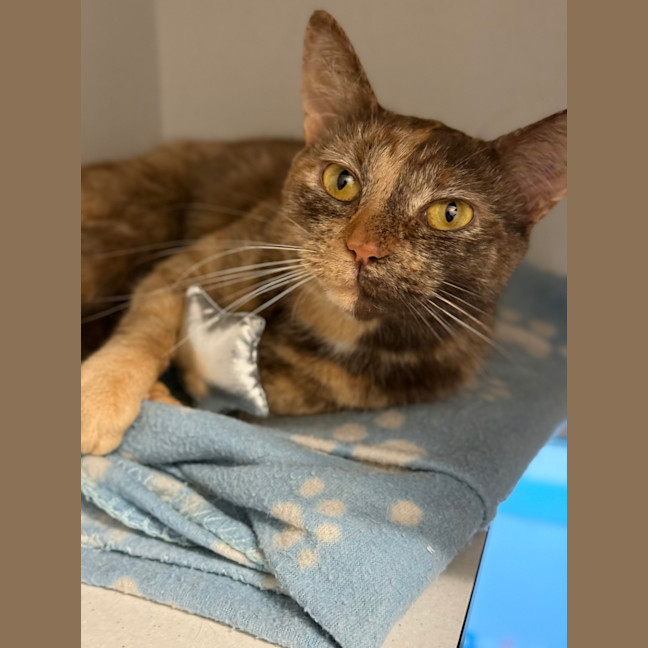 Photo of Cookie