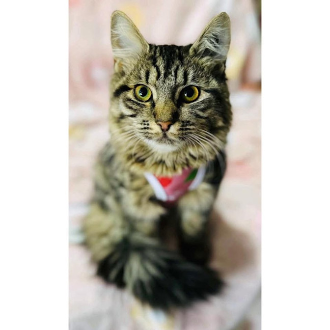 Photo of 12277   Skittles