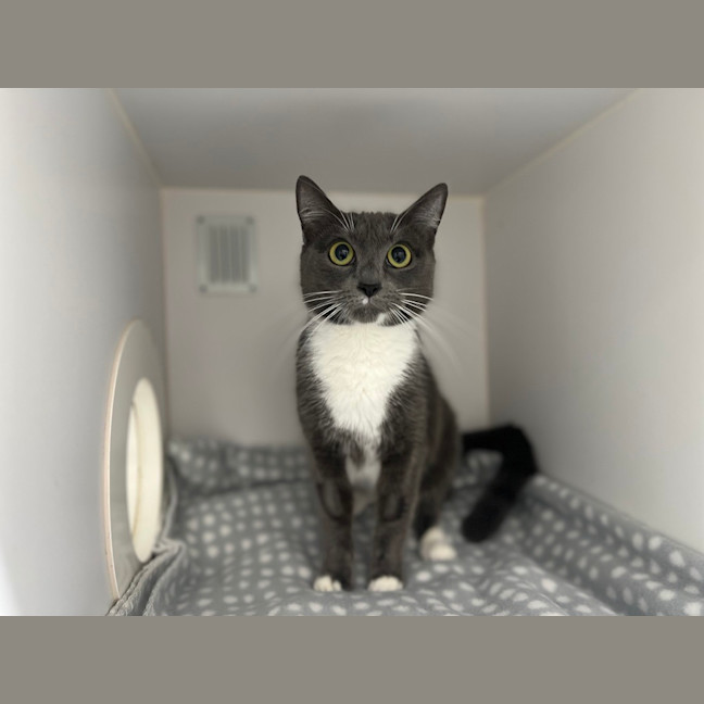Photo of Muffin