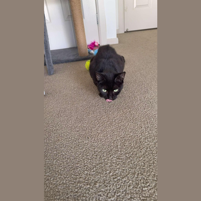 Photo of Pansy