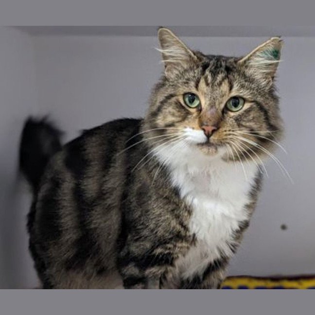 Photo of Tonka