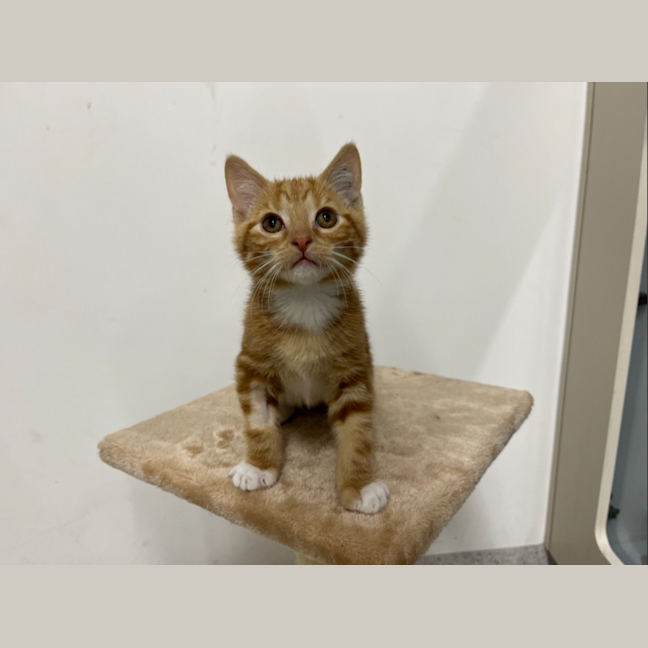 Photo of Cat Iii