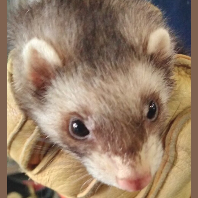 Photo of Cricket