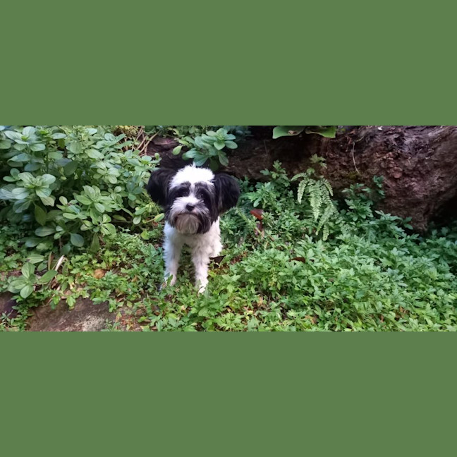 Photo of Pippin