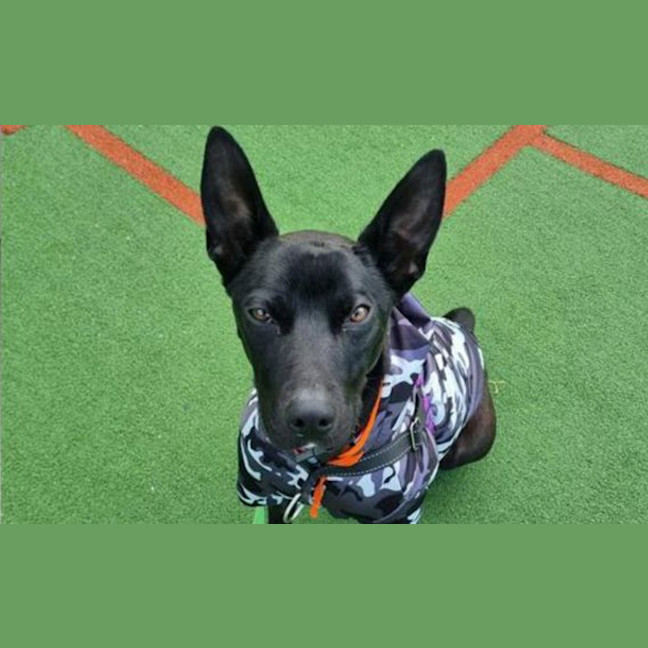 Photo of Anubis