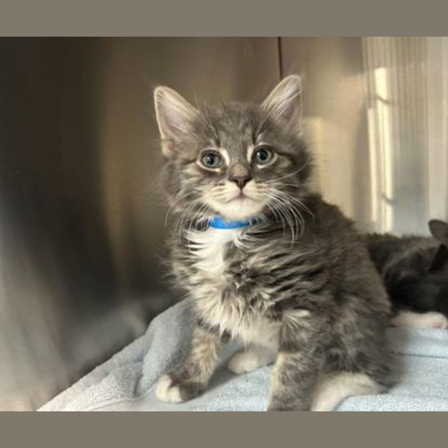 Photo of Smokey