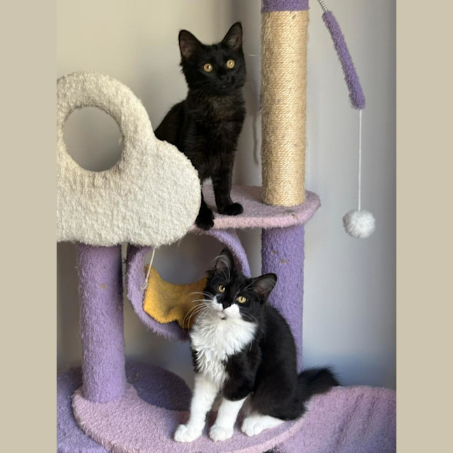 Photo of Upsy & Daisie