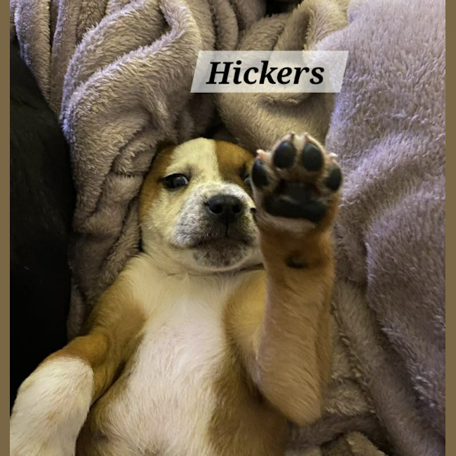 Photo of Hickers