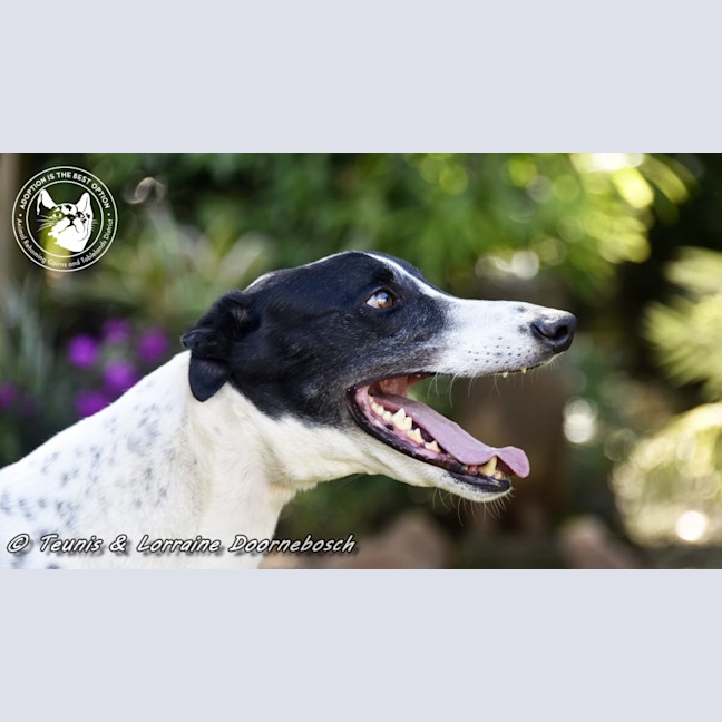Photo of Ranger (Apache Malt)