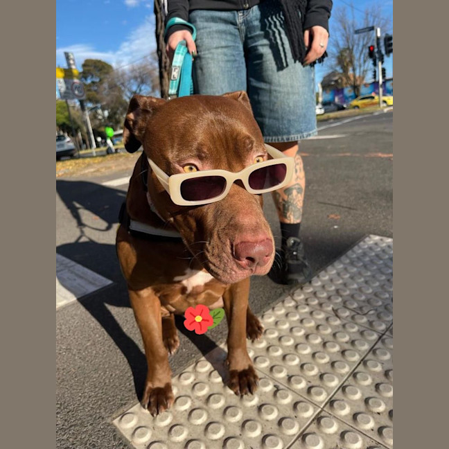 Photo of 🐶 Jeff 🐶