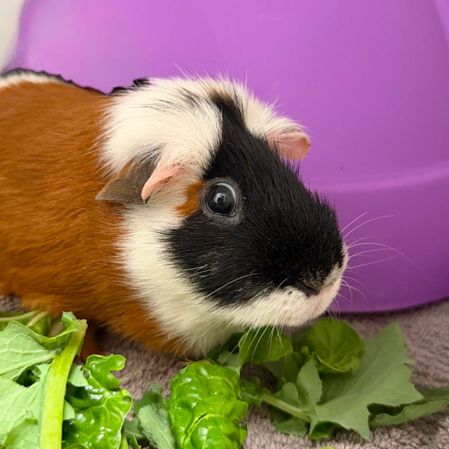 Photo of Nibble