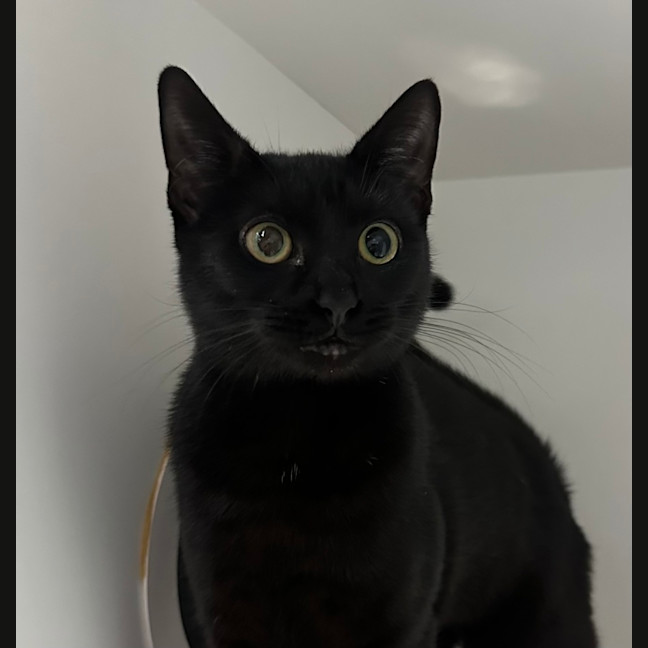 Photo of Annie