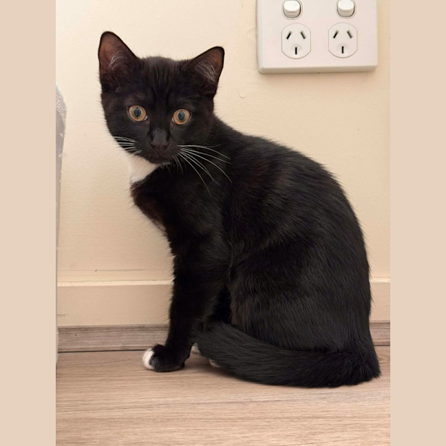 Photo of Lola ** 2nd Chance Cat Rescue**