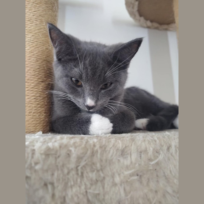 Photo of Cosmo