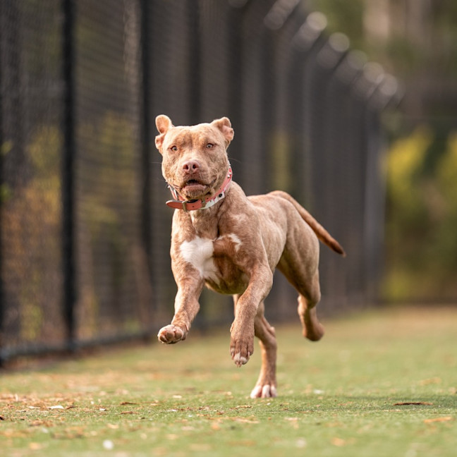 Photo of Nala Imp 1054