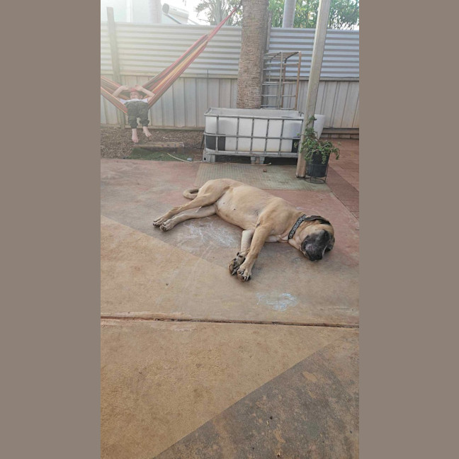 Photo of Pandora (Panda)