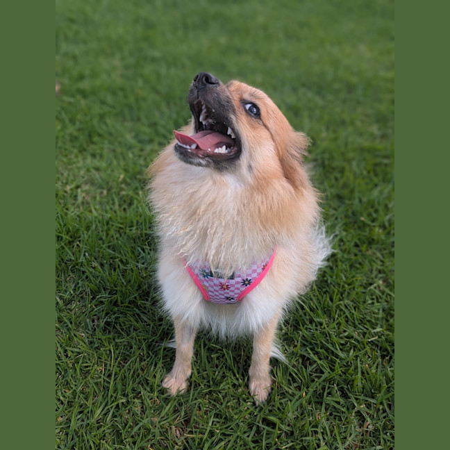 Photo of Blossom