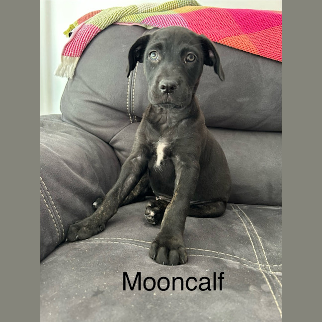 Photo of ⚡ Potter's Pals Litter ⚡ 