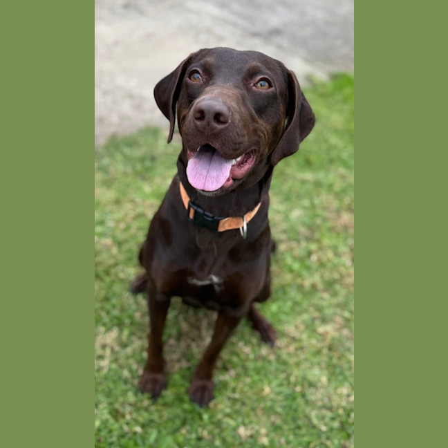 Photo of Marley