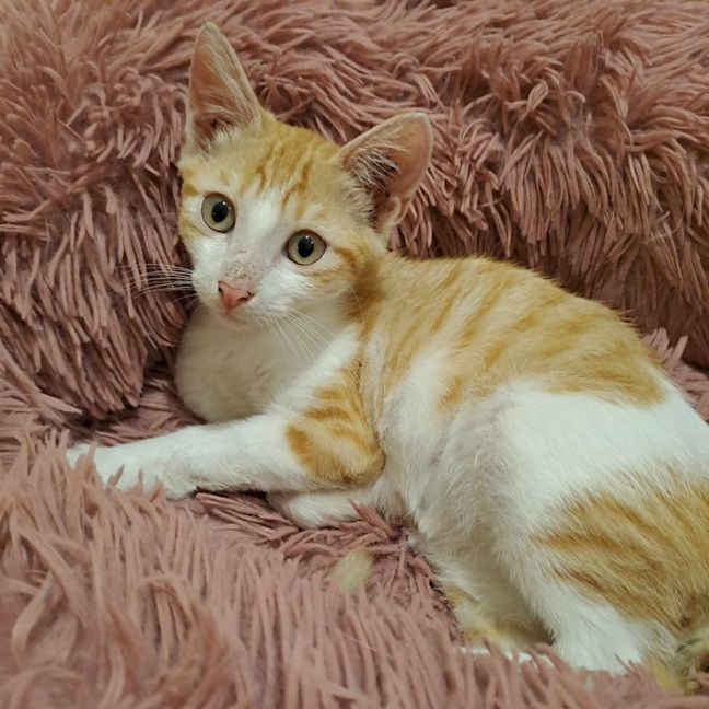 Photo of Muffin