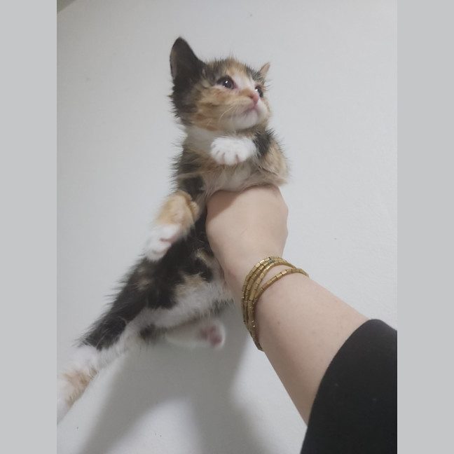 Photo of Tiramisu