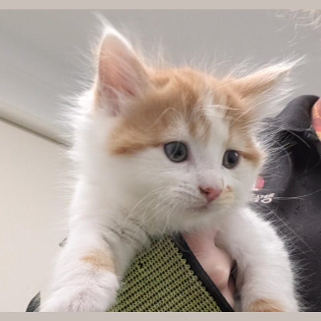 Photo of Smiggles Of Holdsworth