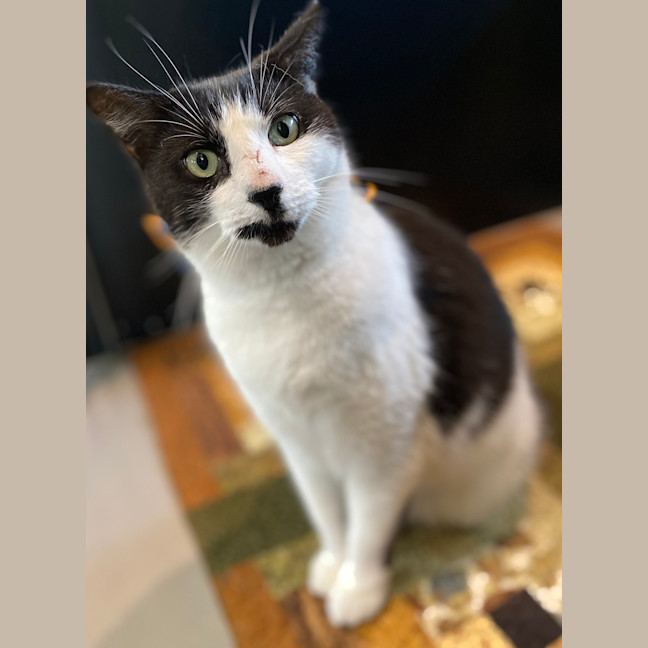 Photo of Cookie