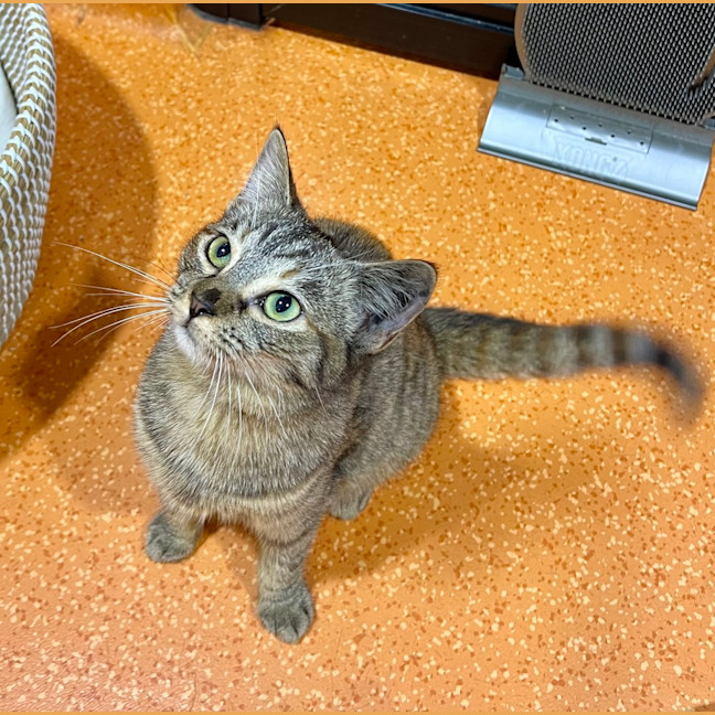 Photo of Buttercup