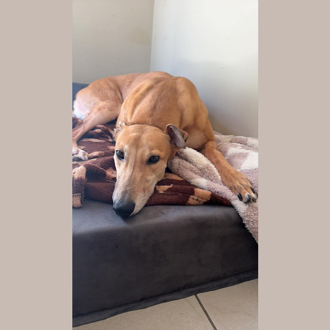 Photo of Willow, The Greyhound