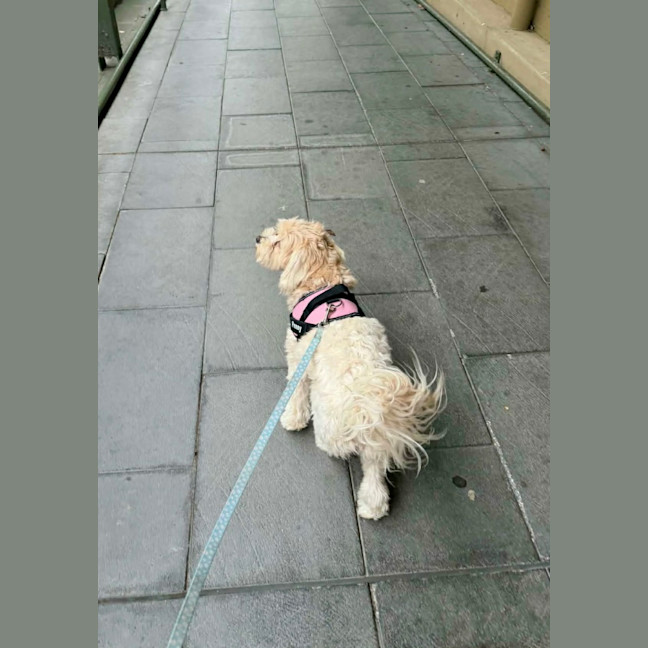 Photo of Penny   1 Year Old Cavoodle