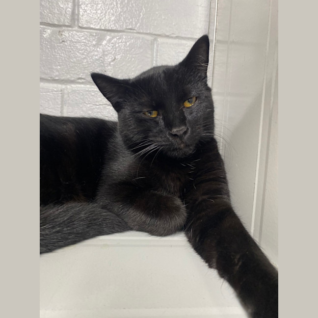 Photo of Salem