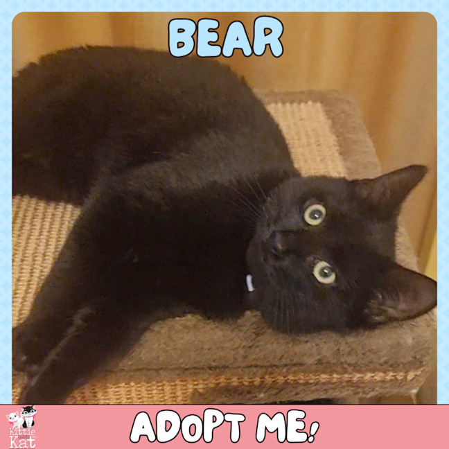 Photo of Bear