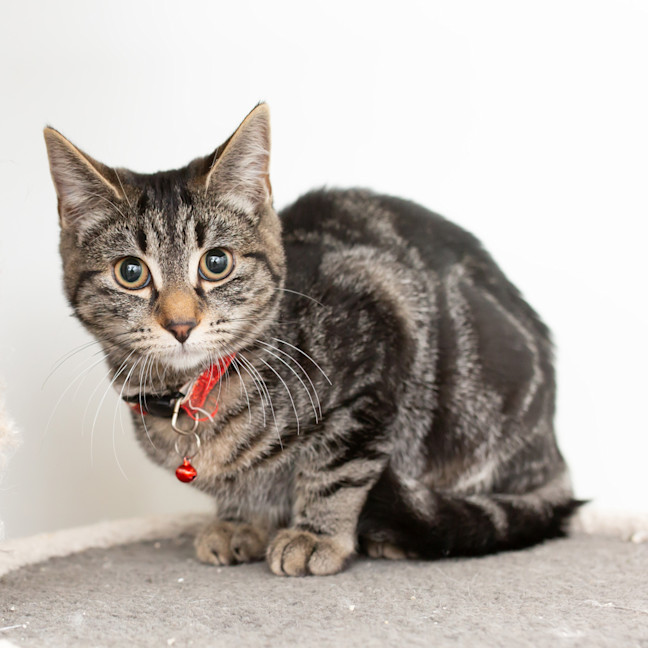 Photo of Marshmallow