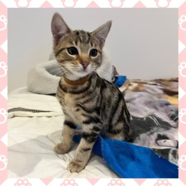 Photo of Bonnie