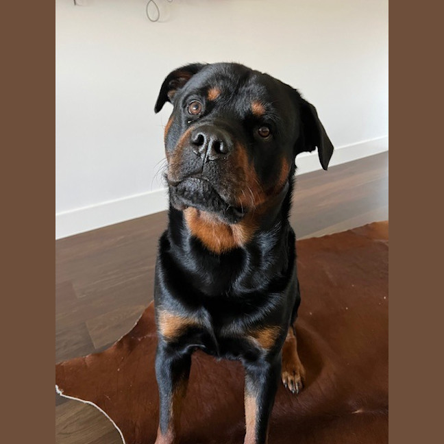 Photo of Bruno