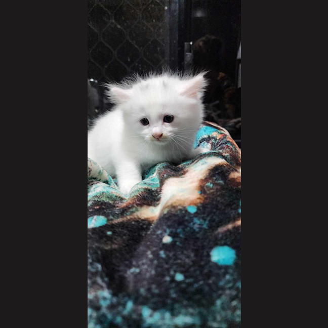 Photo of Aisha