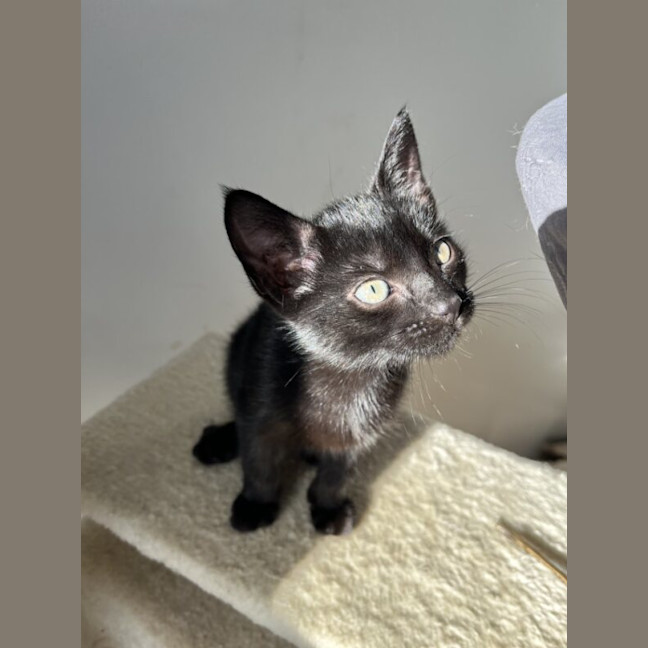 Photo of Nyra