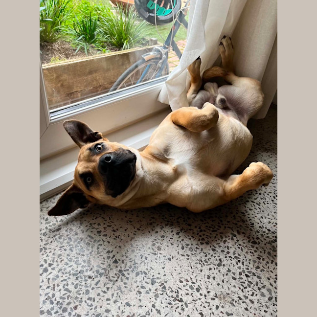 Photo of Maverick