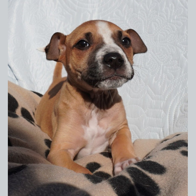 Photo of Chica
