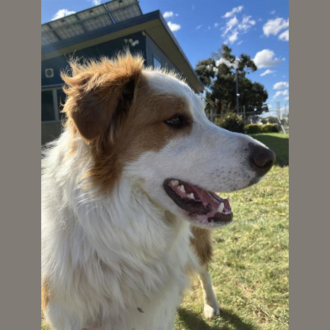 Photo of Scooby