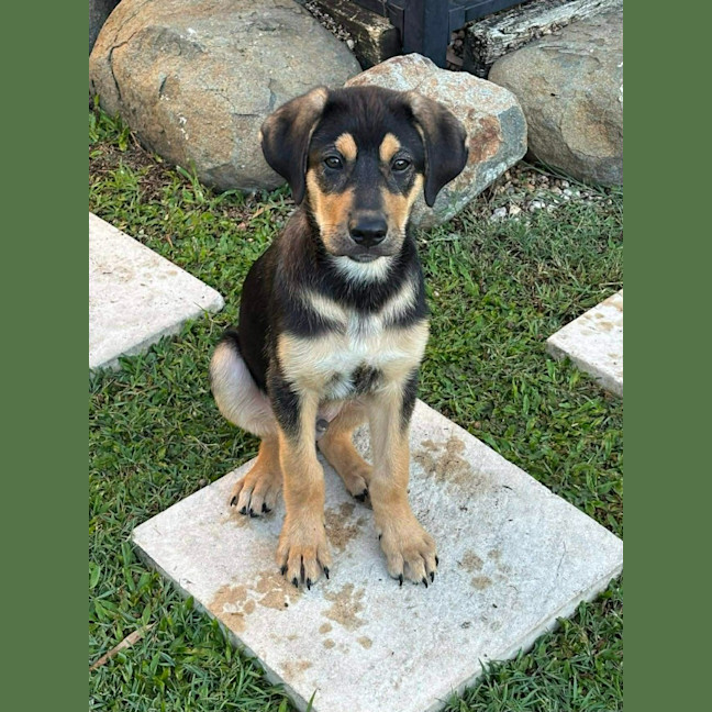 Photo of Doogey (P16)