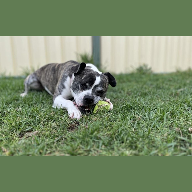Photo of Bug