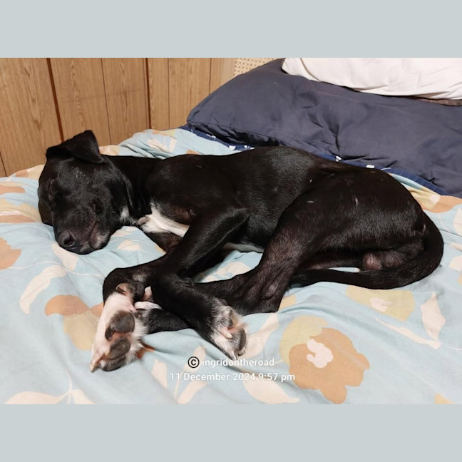 Photo of Banjo/Blackie