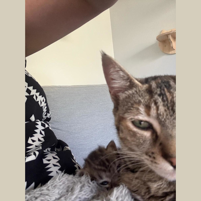 Photo of Marmalade