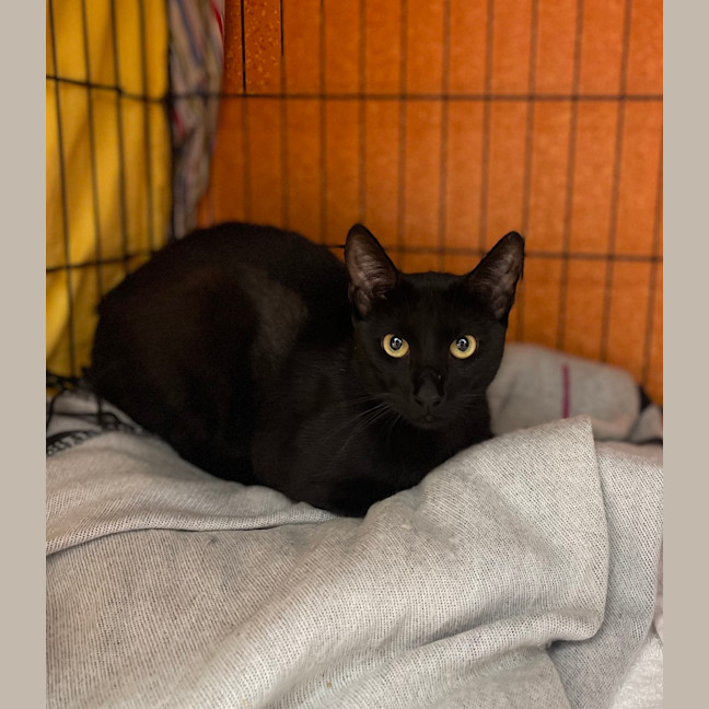 Photo of Onyx