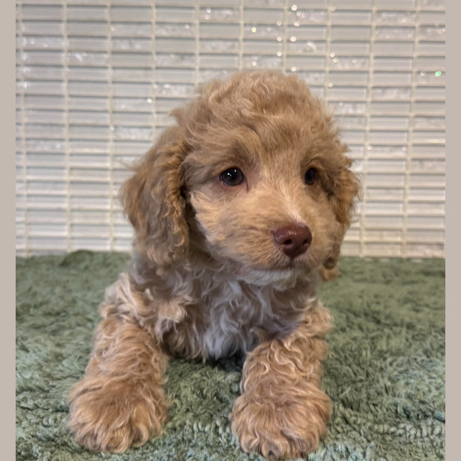 Photo of Charlie