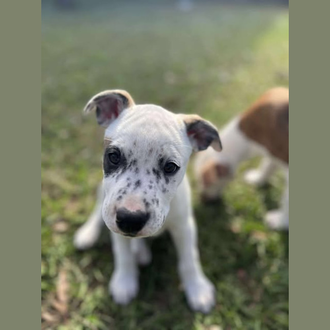 Photo of Patch