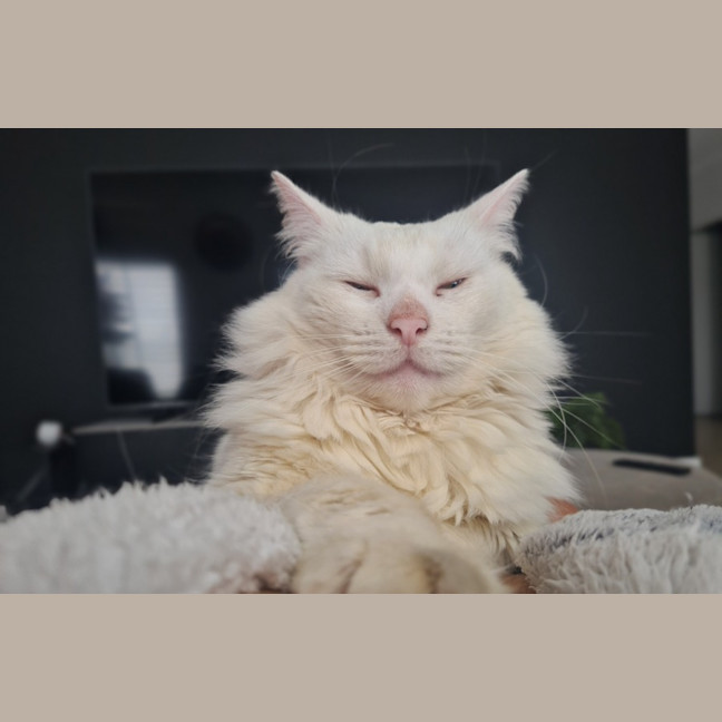 Photo of Snowball