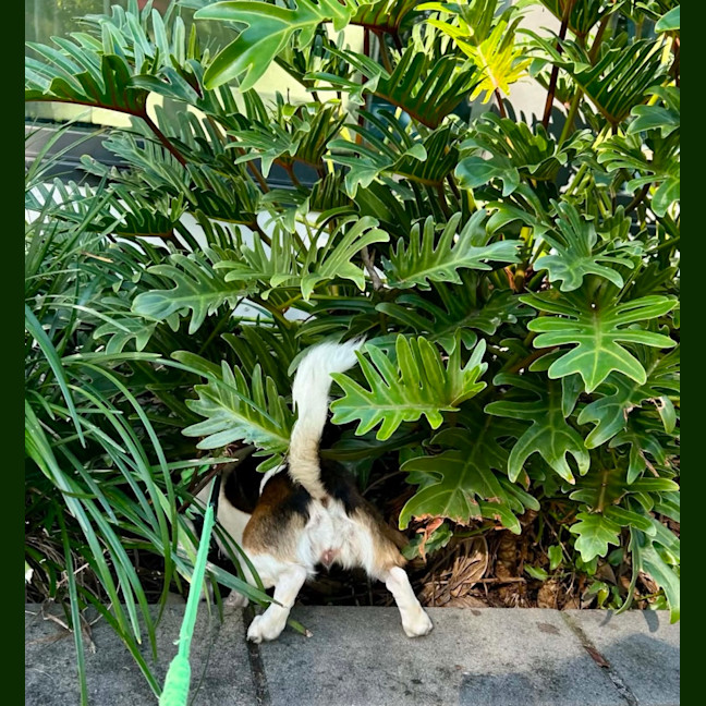 Photo of Millie